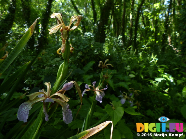 FZ018690 Stinking Iris (Iris foetidissima)